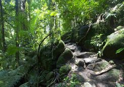 Daintree National Park