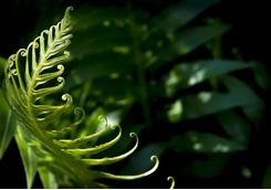 Rainforest fern
