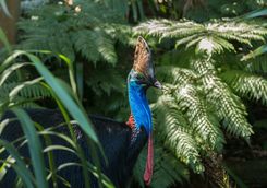 Southern Cassoway bird