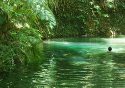 Swimming in Daintree National Park