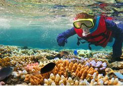 Child snorkelling in the Great Barrier Reef