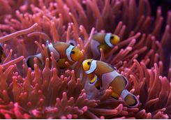 Clown fish in anemone