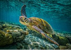 Green turtle