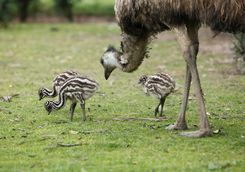 Emu and chicks