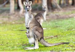 Kangaroo and Joey