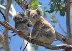Wild Koala