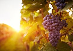 Grapes at sunrise