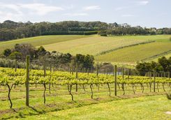 Vineyard in Victoria