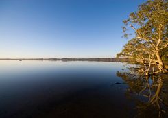 Noosa everglades