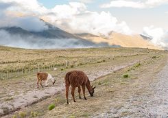 llamas eating in Tucuman, Salta