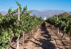 vineyards in cafayate