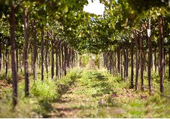 torrontes grapes