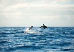 Dolphins at Cape Byron