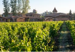 Vineyard at Les Sources de Caudalie