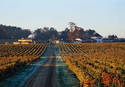Les Sources de Caudalie vineyard in autumn
