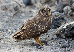 Galapagos Short-Eared Owl