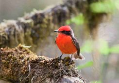 Vermilion Flycatcher
