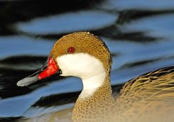White-cheeked Pintail