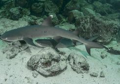 White tip reef shark