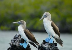 Blue footed boobies
