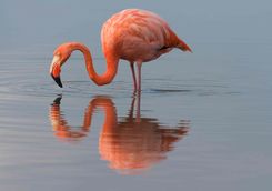 Flamingo in water