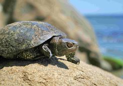 Sea turtle, Galapagos