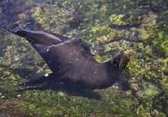 Sea lion, Fernandina Island