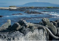 Marine iguana, Fernandina