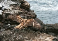 Galapagos hawk