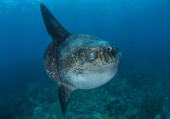 Galapagos sunfish