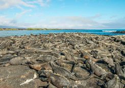 Mass of marine iguanas