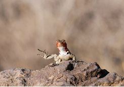 Lava lizard