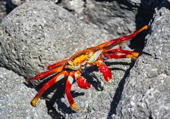 Red rock crab