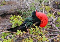 Great frigate bird