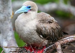 Red footed booby