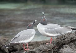 Swallow tailed gulls