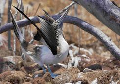 Blue footed booby