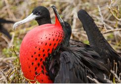 Red chested frigate bird