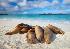 Sleeping sea lions