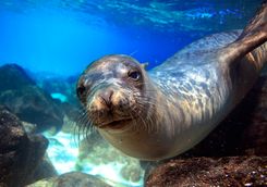 an underwater photo of a sea lion