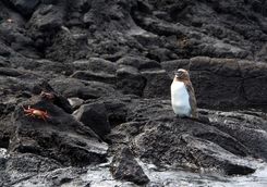 A penguin on lava rock