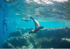 Snorkelling with sea lions