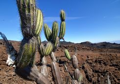 cactus plants on black sand