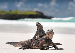 galapagos land iguana