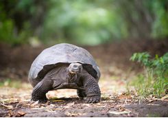 a giant galapagos tortoise