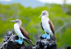 blue footed boobies