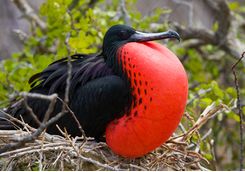 a red bellied fregate bird