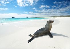 a sea lion on a white sandy beach