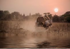 Oxen cart in Bagan