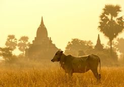 Ox in Bagan
